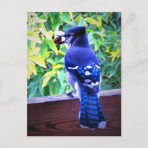 Northern Blue Jay W Peanut Beautiful Blue Feathers Postcard