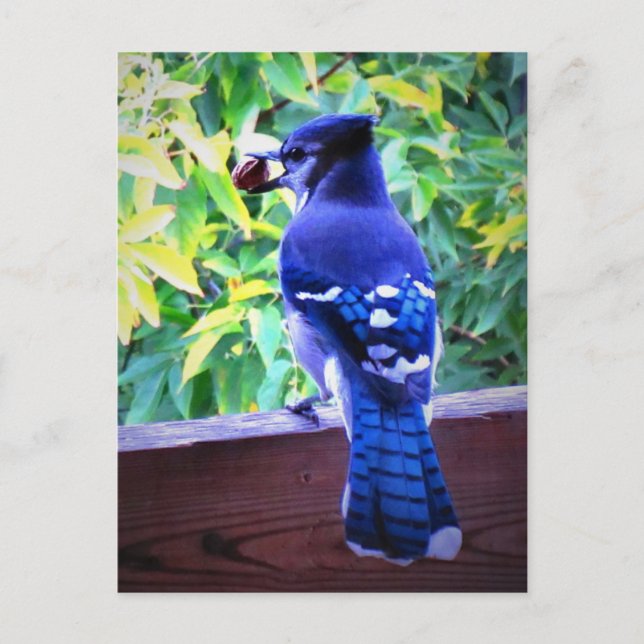 Northern Blue Jay W Peanut Beautiful Blue Feathers Postcard (Front)