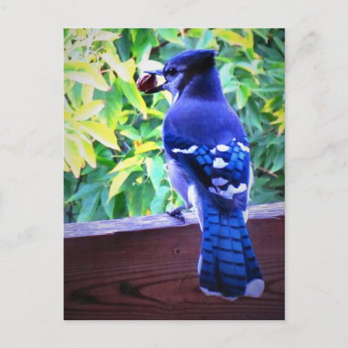 Northern Blue Jay W Peanut Beautiful Blue Feathers Postcard