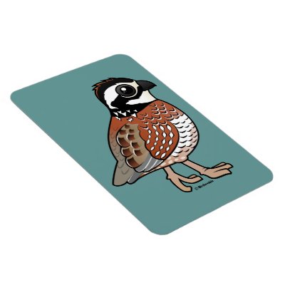 Northern Bobwhite Magnet
