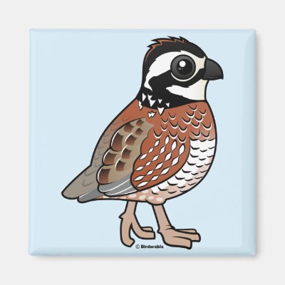 Northern Bobwhite Magnet