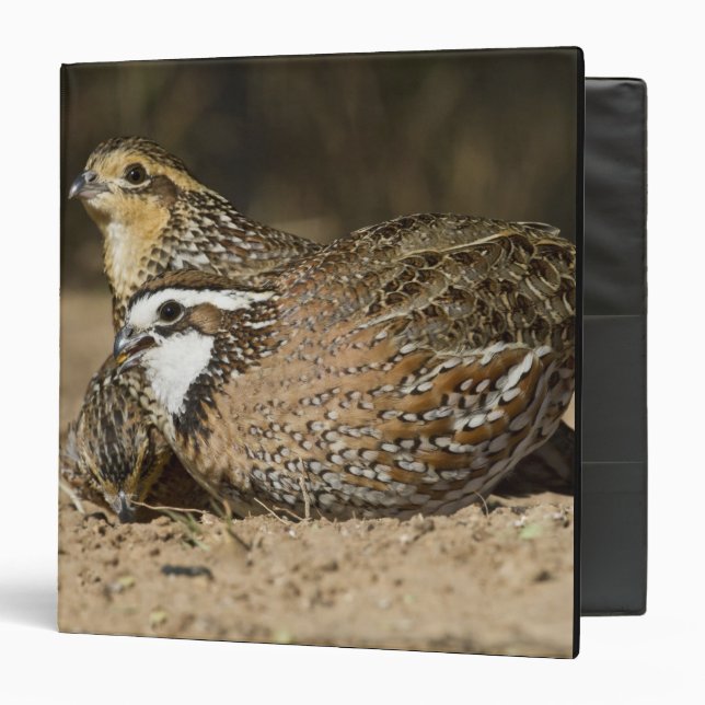 Northern Bobwhite quail babies at pond for drink Binder (Front/Inside)