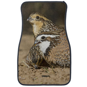 Northern Bobwhite quail babies at pond for drink Car Floor Mat
