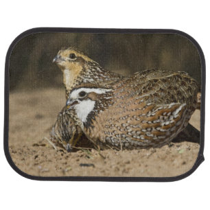 Northern Bobwhite quail babies at pond for drink Car Mat