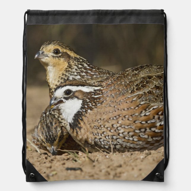 Northern Bobwhite quail babies at pond for drink Drawstring Bag (Front)