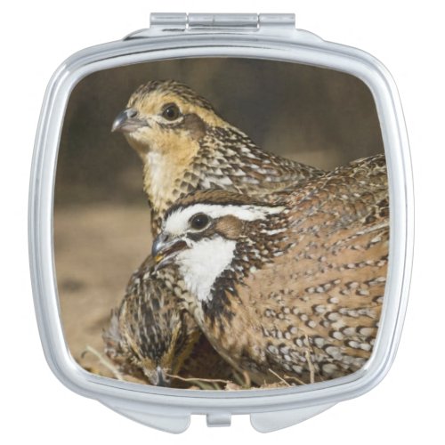 Northern Bobwhite quail babies at pond for drink Makeup Mirror