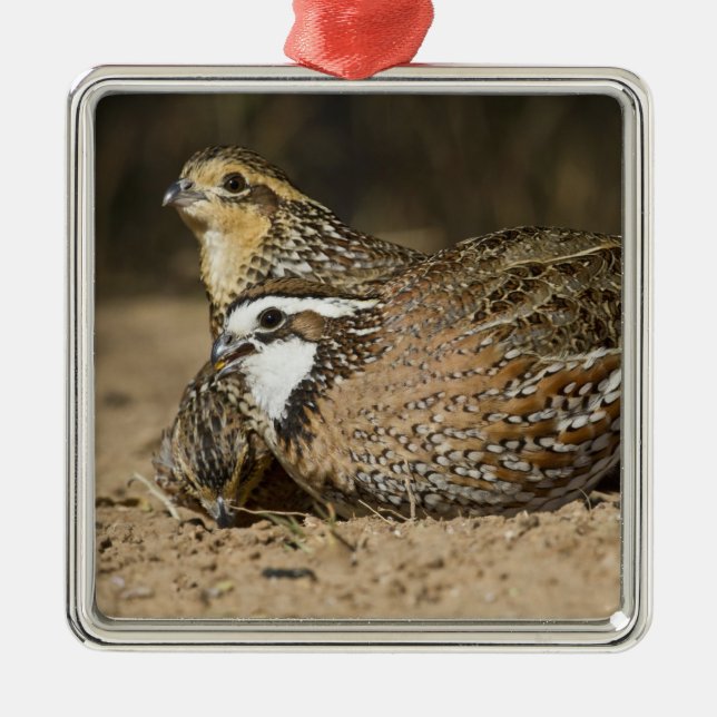 Northern Bobwhite quail babies at pond for drink Metal Ornament (Front)