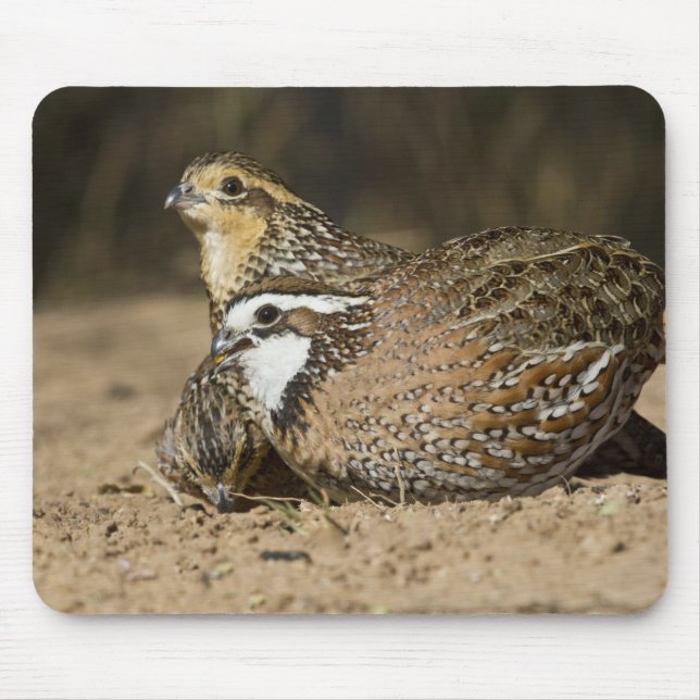 Northern Bobwhite quail babies at pond for drink Mouse Pad (Front)