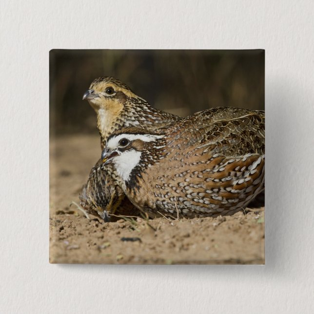 Northern Bobwhite quail babies at pond for drink Pinback Button (Front)