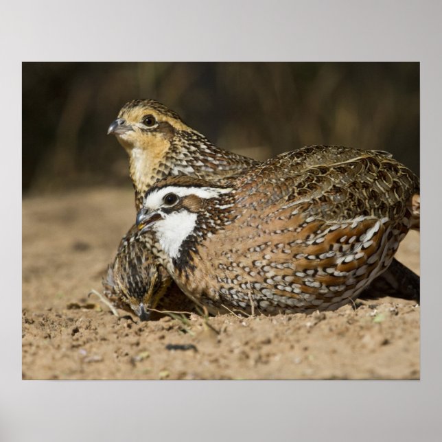 Northern Bobwhite quail babies at pond for drink Poster (Front)
