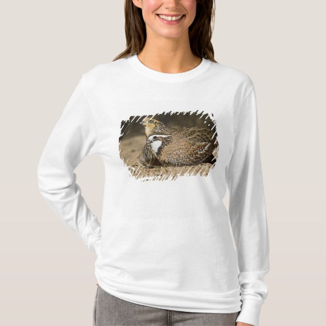 Northern Bobwhite quail babies at pond for drink T-Shirt (Front)