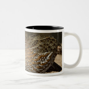 Northern Bobwhite quail babies at pond for drink Two-Tone Coffee Mug