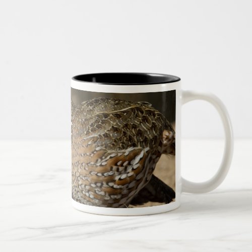 Northern Bobwhite quail babies at pond for drink Two_Tone Coffee Mug