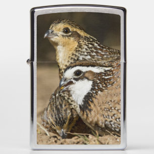 Northern Bobwhite quail babies at pond for drink Zippo Lighter