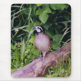 Northern Bobwhite Quail Mouse Pad
