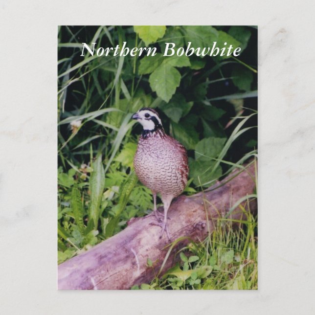 Northern Bobwhite Quail Postcard (Front)