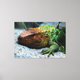 Northern Caiman Lizard Dracaena Guianensis Canvas Print