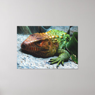 Northern Caiman Lizard Dracaena Guianensis Canvas Print