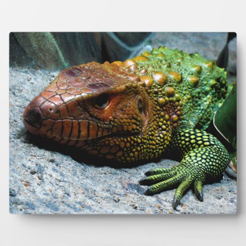 Northern Caiman Lizard Dracaena Guianensis Plaque
