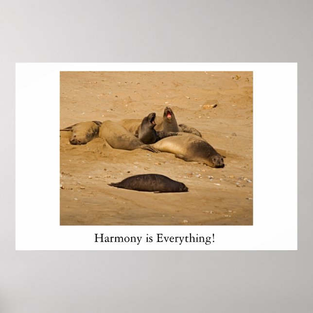 Northern California elephant seals Poster (Front)