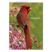 Northern Cardinal (Front)
