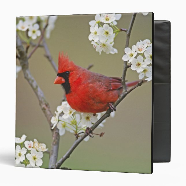 Northern Cardinal 3 Ring Binder (Front/Inside)
