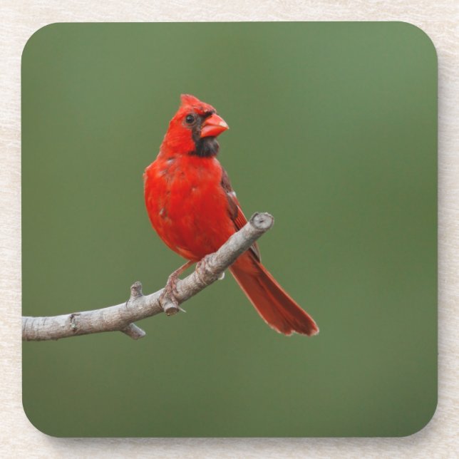 Northern Cardinal Beverage Coaster (Front)