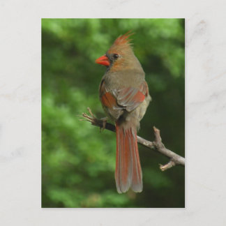 Northern Cardinal Bird Postcard