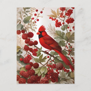 Northern Cardinal Bird Red Berries Postcard