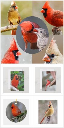 Northern Cardinal Birds