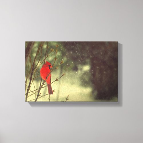 Northern Cardinal Canvas Print