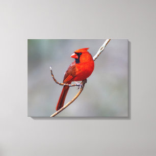 Northern Cardinal Canvas Wall Art