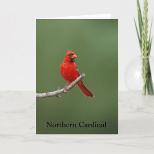 Northern Cardinal Card