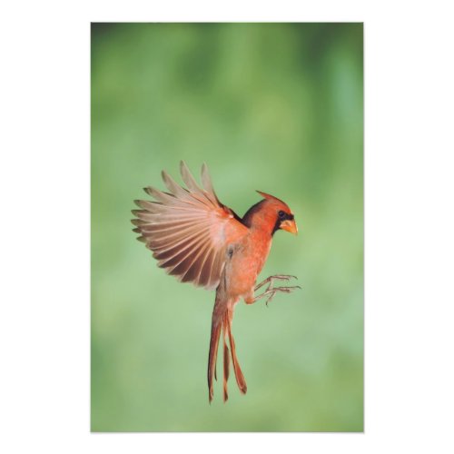 Northern Cardinal Cardinalis cardinalis male 2 Photo Print