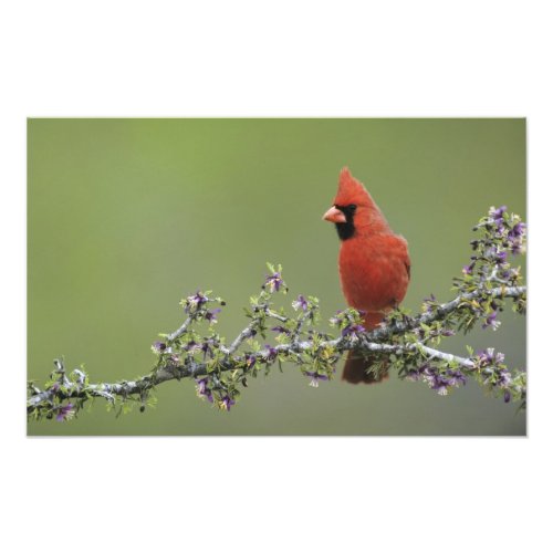 Northern Cardinal Cardinalis cardinalismale 2 Photo Print