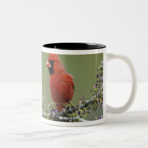 Northern Cardinal Cardinalis cardinalismale 2 Two_Tone Coffee Mug