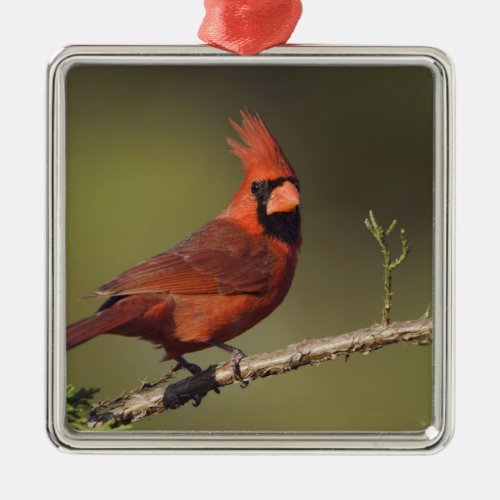 Northern Cardinal Cardinalis cardinalis male 3 Metal Ornament