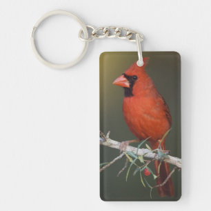 Northern Cardinal, Cardinalis cardinalis, male Keychain