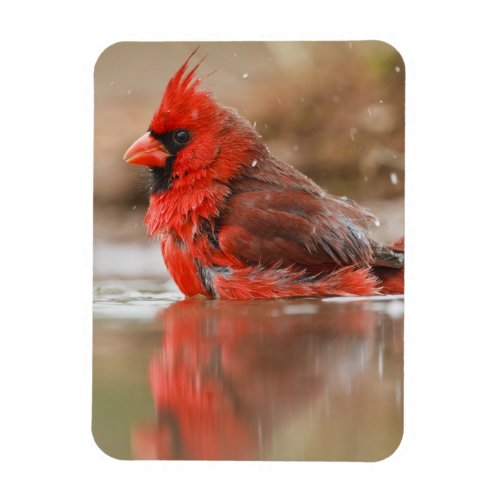 Northern Cardinal Cardinalis cardinalis male Magnet