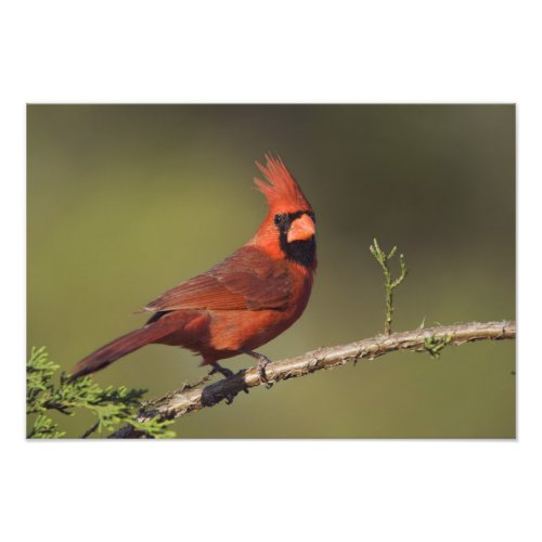 Northern Cardinal Cardinalis cardinalis male Photo Print