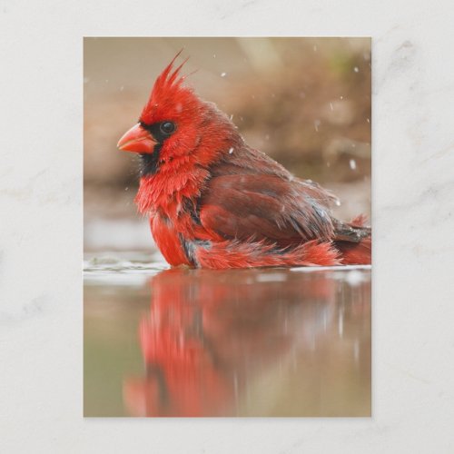 Northern Cardinal Cardinalis cardinalis male Postcard