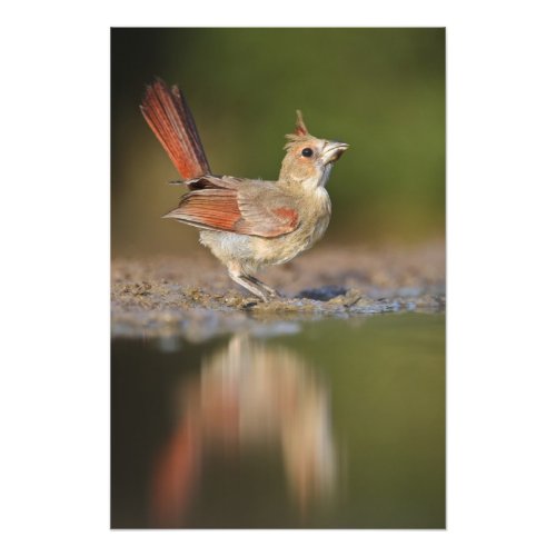 Northern Cardinal Cardinalis cardinalis Photo Print