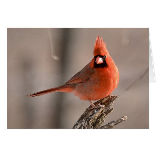 Northern Cardinal Cards (Front Horizontal)