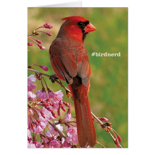 Northern Cardinal Cards (Front)
