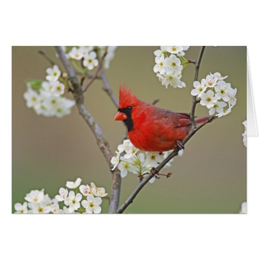 Northern Cardinal Cards (Front Horizontal)