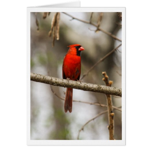 Northern Cardinal Cards (Front)