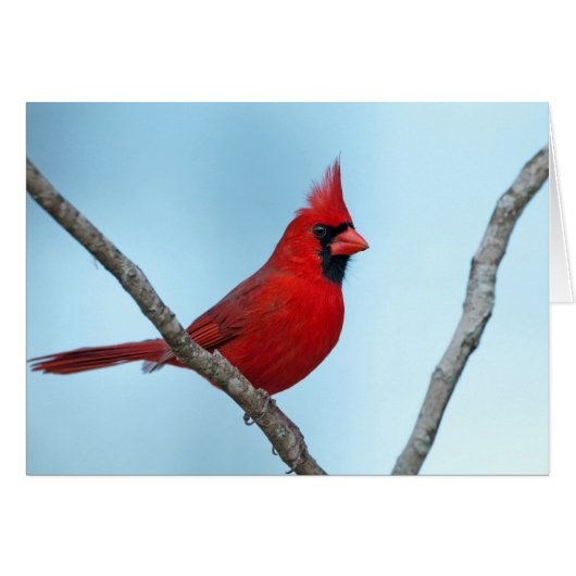 Northern Cardinal Cards (Front Horizontal)