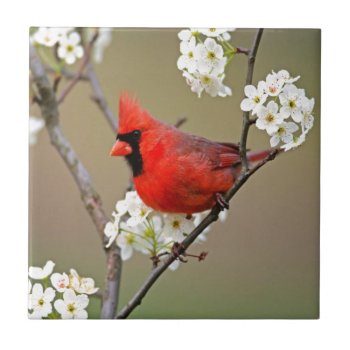 Northern Cardinal Ceramic Tile by thecoveredbridge at Zazzle