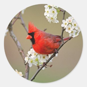 Northern Cardinal Classic Round Sticker by thecoveredbridge at Zazzle