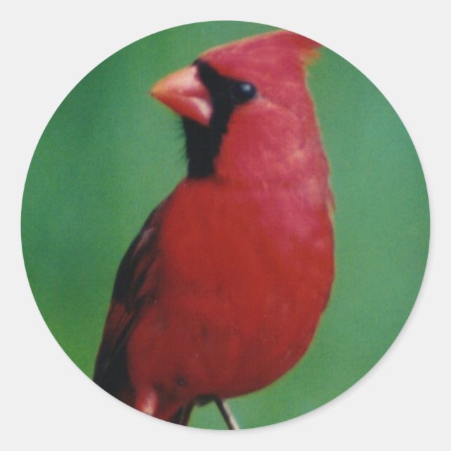 Northern Cardinal Classic Round Sticker (Front)